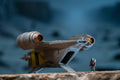STAR WARS™ Micro Galaxy Squadron Razor Crest - 5