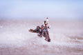 Scout Class Collection (Series 5) includes Rare and Chase Vehicles - 9