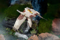 STAR WARS™ Micro Galaxy Squadron Starfighter Class Collection (Series 8) - 5