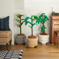 Greenhouse by Russ 4-Foot Tall Money Tree Plush - 3